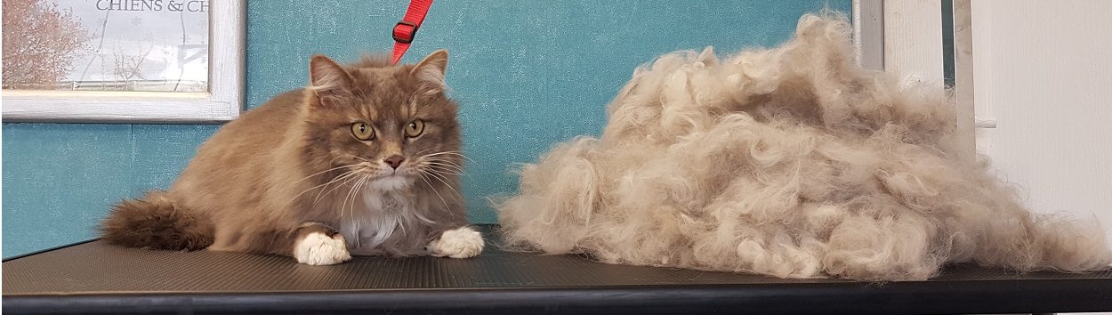L'ATELIER CHIENS & CHATS