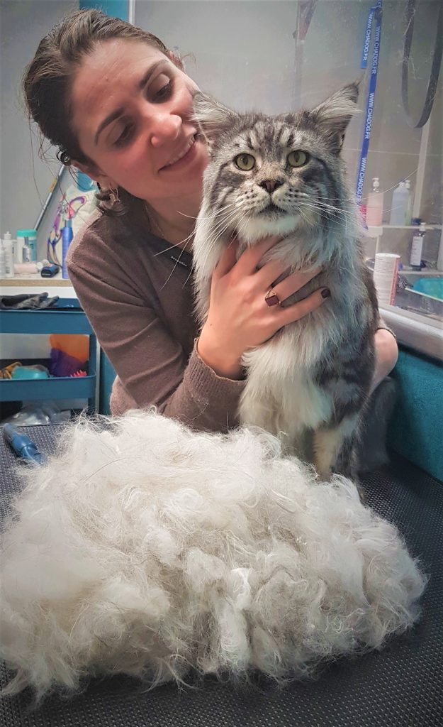 Maine Coon