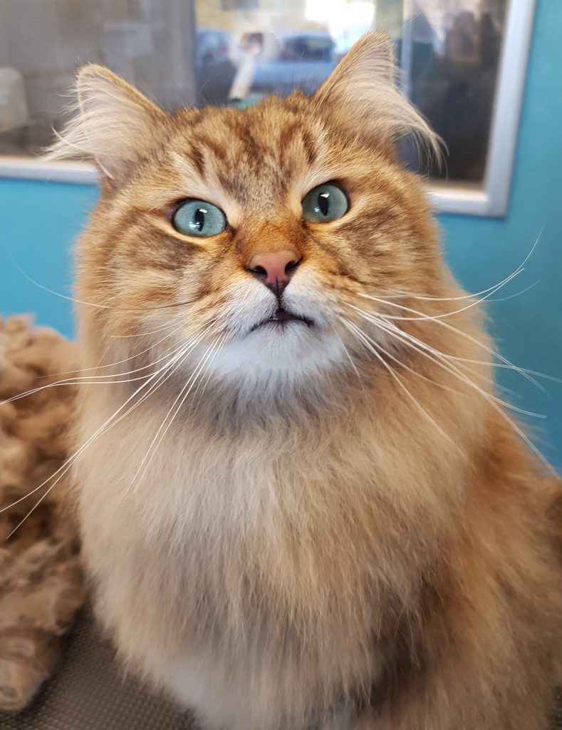 chat sibérien